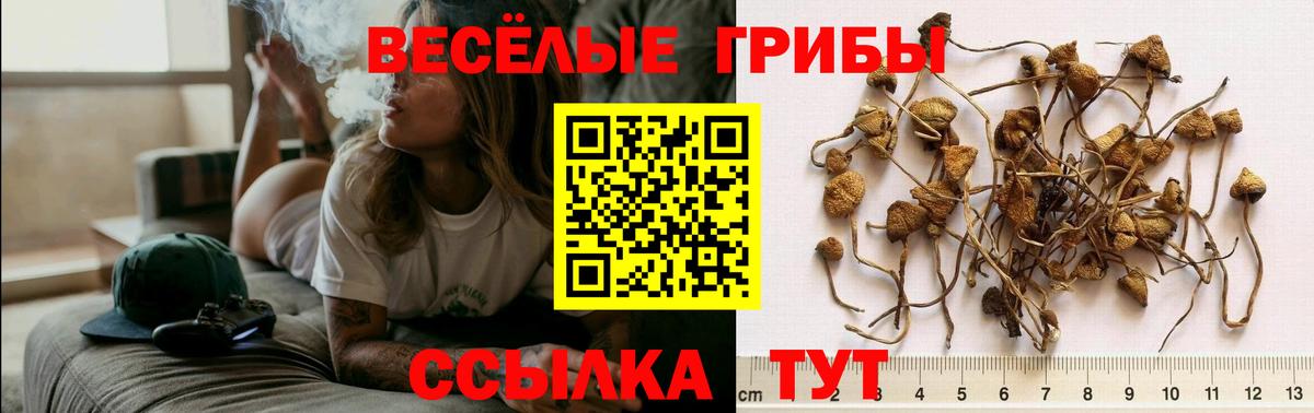Псилоцибиновые грибы Psilocybine cubensis  Вход с VPN  Ликино-Дулёво  Псилоцибиновые грибы Magic Shrooms 